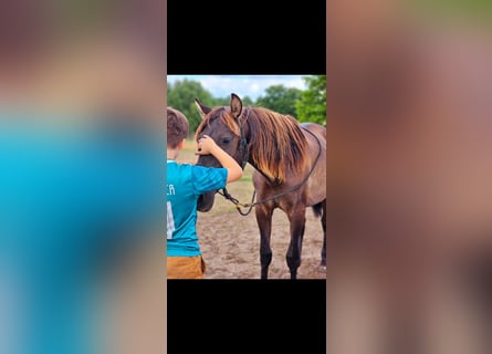 PRE Mix, Hengst, 3 Jahre, 158 cm, Rappe