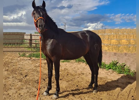 PRE Mix, Hengst, 3 Jahre, 158 cm, Rappe