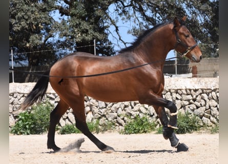 PRE, Hengst, 3 Jahre, 159 cm, Brauner