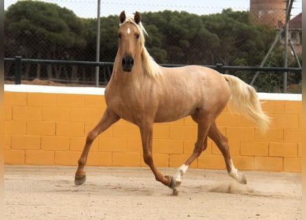 PRE Mix, Hengst, 3 Jahre, 159 cm, Palomino