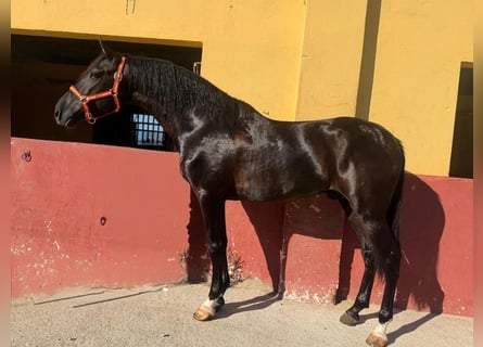 PRE, Hengst, 3 Jahre, 159 cm, Rappe