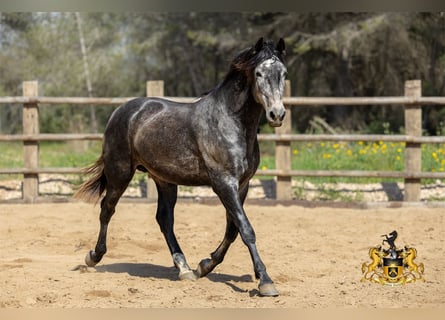 PRE Mix, Hengst, 3 Jahre, 159 cm, Schimmel