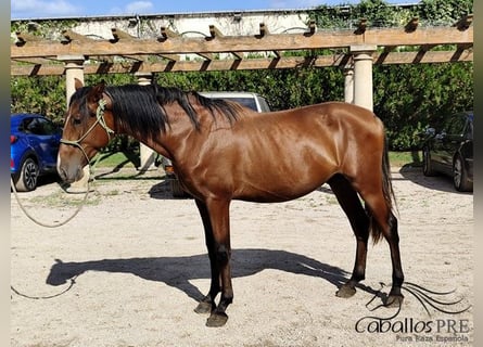 PRE Mix, Hengst, 3 Jahre, 160 cm, Brauner