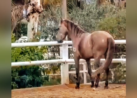 PRE Mix, Hengst, 3 Jahre, 160 cm, Braunfalbschimmel