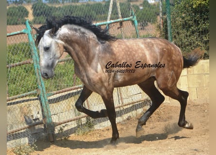 PRE Mix, Hengst, 3 Jahre, 160 cm, Braunfalbschimmel