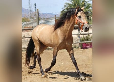 PRE, Hengst, 3 Jahre, 160 cm, Buckskin