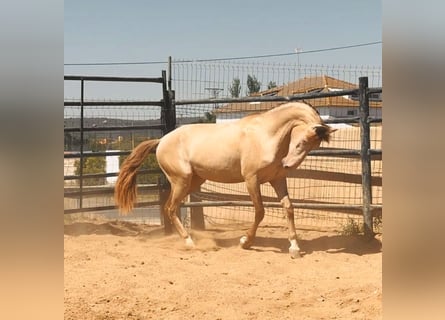 PRE, Hengst, 3 Jahre, 160 cm, Champagne