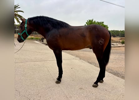 PRE Mix, Hengst, 3 Jahre, 160 cm, Dunkelbrauner