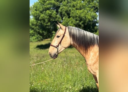 PRE Mix, Hengst, 3 Jahre, 160 cm, Falbe