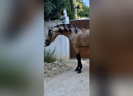 PRE Mix, Hengst, 3 Jahre, 160 cm, Falbe