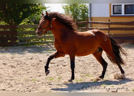 PRE Mix, Hengst, 3 Jahre, 160 cm, Hellbrauner