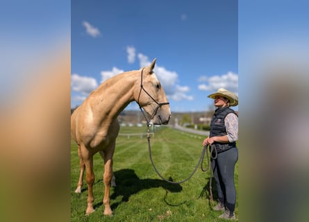 PRE, Hengst, 3 Jahre, 160 cm, Palomino