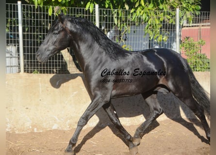 PRE Mix, Hengst, 3 Jahre, 160 cm, Rappe