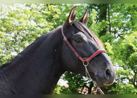 PRE Mix, Hengst, 3 Jahre, 160 cm, Rappe