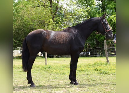 PRE, Hengst, 3 Jahre, 160 cm, Rappe