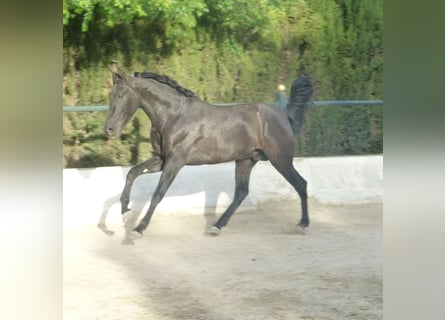 PRE Mix, Hengst, 3 Jahre, 160 cm, Rappe