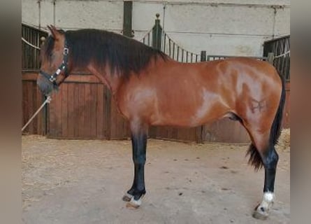 PRE Mix, Hengst, 3 Jahre, 160 cm, Rotbrauner