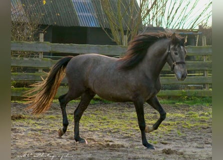 PRE, Hengst, 3 Jahre, 160 cm, Schimmel