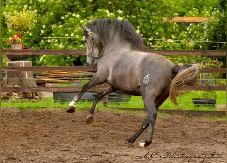 PRE, Hengst, 3 Jahre, 160 cm, Schimmel