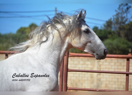 PRE Mix, Hengst, 3 Jahre, 160 cm, Schimmel PRE Mix, Hengst, 3 Jahre, 160 cm, Schimmel