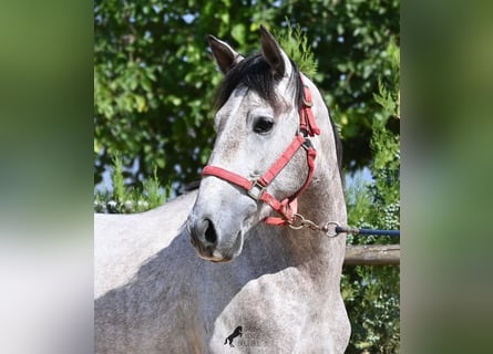 PRE Mix, Hengst, 3 Jahre, 160 cm, Schimmel