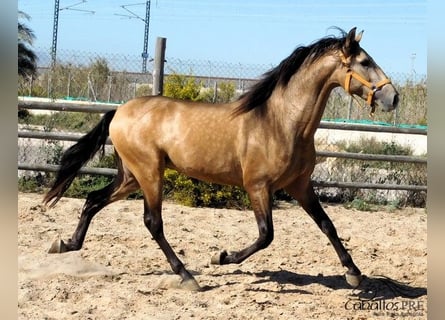 PRE, Hengst, 3 Jahre, 161 cm, Buckskin