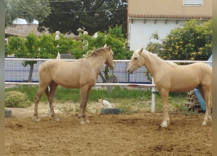 PRE Mix, Hengst, 3 Jahre, 161 cm, Palomino