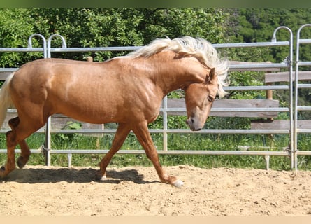 PRE Mix, Hengst, 3 Jahre, 161 cm, Palomino