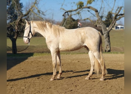 PRE Mix, Hengst, 3 Jahre, 161 cm, Perlino