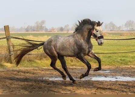 PRE, Hengst, 3 Jahre, 161 cm, Schimmel