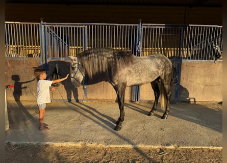 PRE Mix, Hengst, 3 Jahre, 162 cm, Apfelschimmel