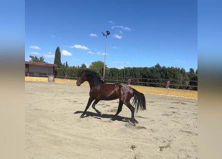PRE Mix, Hengst, 3 Jahre, 162 cm, Brauner