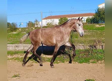 PRE, Hengst, 3 Jahre, 162 cm, Braunfalbschimmel