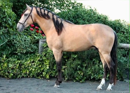 PRE, Hengst, 3 Jahre, 162 cm, Buckskin