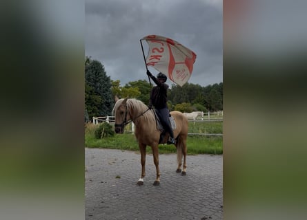 PRE Mix, Hengst, 3 Jahre, 162 cm, Palomino