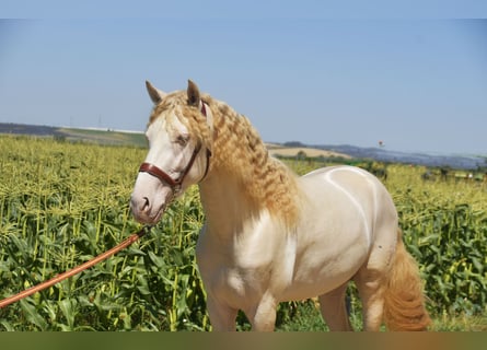 PRE Mix, Hengst, 3 Jahre, 162 cm, Perlino
