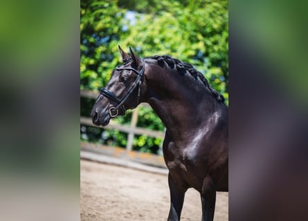 PRE, Hengst, 3 Jahre, 162 cm, Rappe