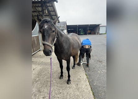 PRE, Hengst, 3 Jahre, 162 cm, Rappschimmel