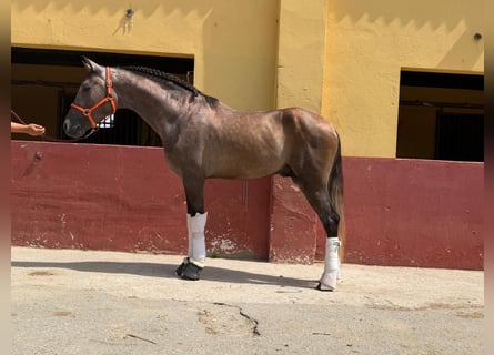 PRE Mix, Hengst, 3 Jahre, 162 cm, Schimmel