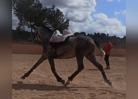 PRE, Hengst, 3 Jahre, 163 cm, Apfelschimmel