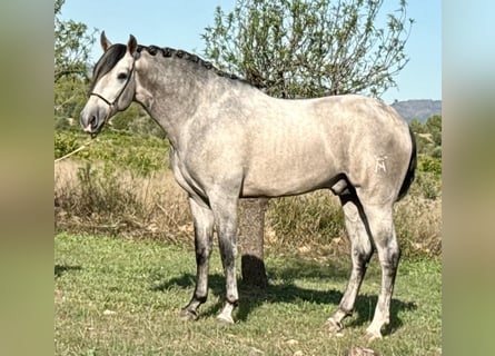 PRE, Hengst, 3 Jahre, 163 cm, Apfelschimmel
