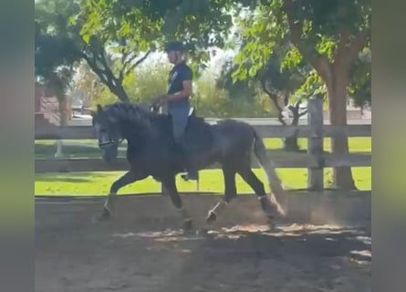 PRE Mix, Hengst, 3 Jahre, 163 cm, Apfelschimmel