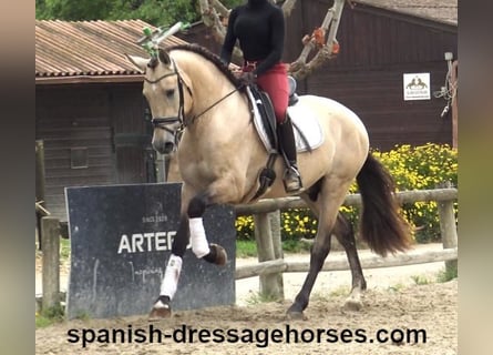 PRE Mix, Hengst, 3 Jahre, 163 cm, Buckskin
