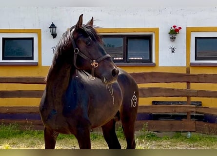 PRE, Hengst, 3 Jahre, 163 cm, Dunkelbrauner