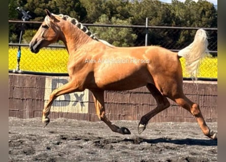PRE Mix, Hengst, 3 Jahre, 163 cm, Palomino