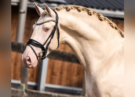 PRE Mix, Hengst, 3 Jahre, 163 cm, Perlino