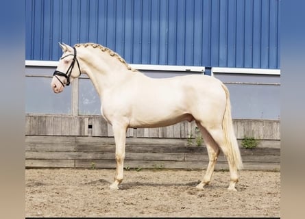 PRE Mix, Hengst, 3 Jahre, 163 cm, Perlino