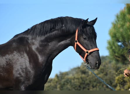 PRE Mix, Hengst, 3 Jahre, 163 cm, Rappe