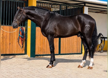 PRE, Hengst, 3 Jahre, 163 cm, Rappe