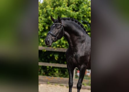 PRE Mix, Hengst, 3 Jahre, 163 cm, Rappe